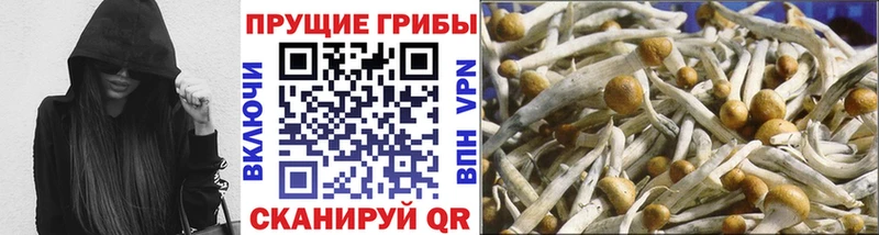 Псилоцибиновые грибы Psilocybine cubensis  где купить наркотик  Благодарный 